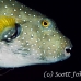 puffer_whitespotted_db_h_0705_png2124.jpg